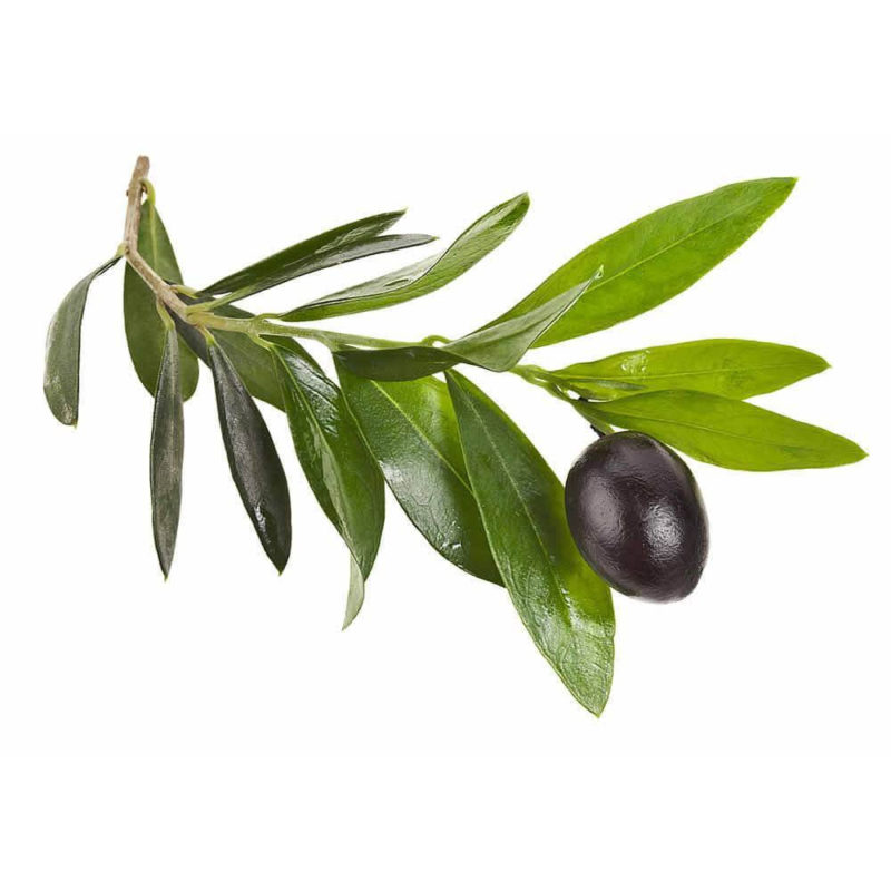 Bioherba Маслина лист / Olive Leaf 280 mg x 100 капсули
